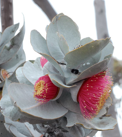 Eucalyptus macrocarpa flower