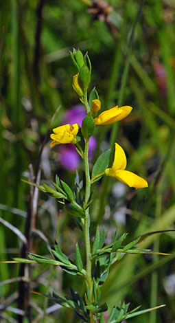 Genista anglica showing spines