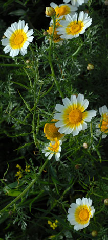 Chrysanthemum coronarium var bicolor