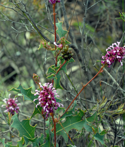 Grevillea quercifolia whole