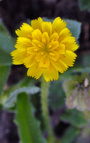 Hedypnois cretica flower