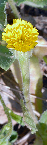 Hedypnois cretica flower stem