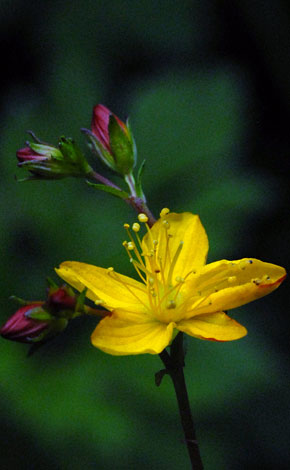 Hypericum undulatum flower