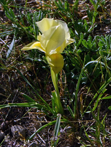 Iris barnumiaea forma urmiensis close