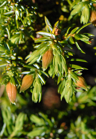 Juniperus communis close