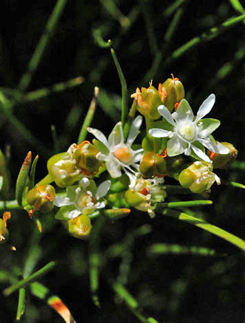 Macarthuria australis close