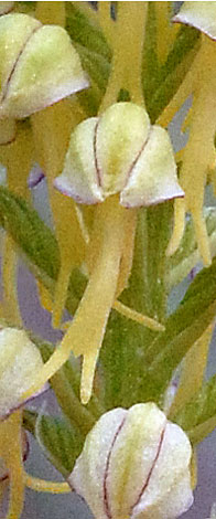 Aceras anthropophorum floret