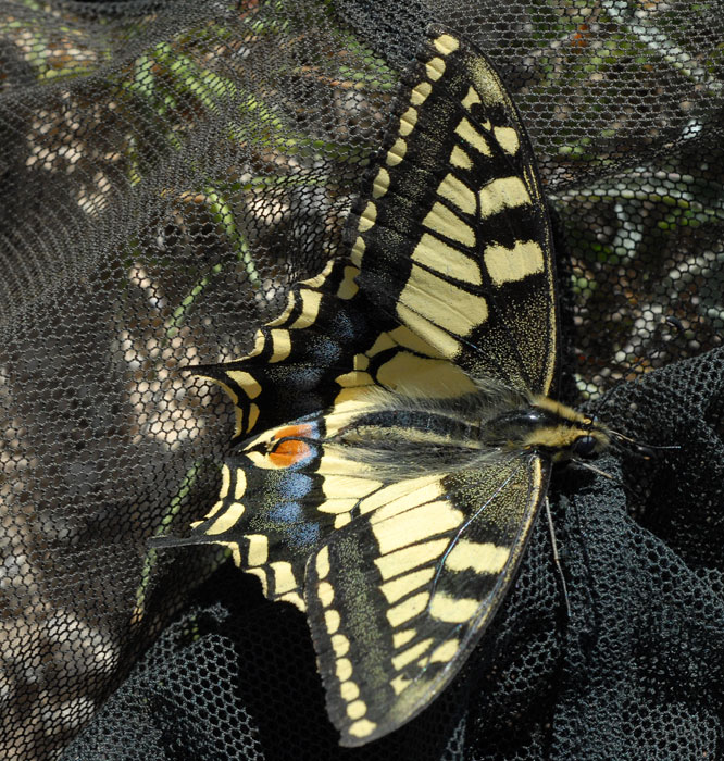 Papilio machaon large image