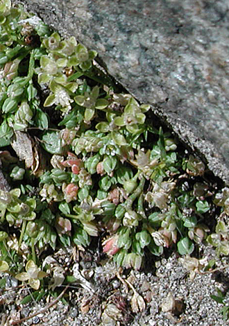 Polycarpon tetraphyllum close