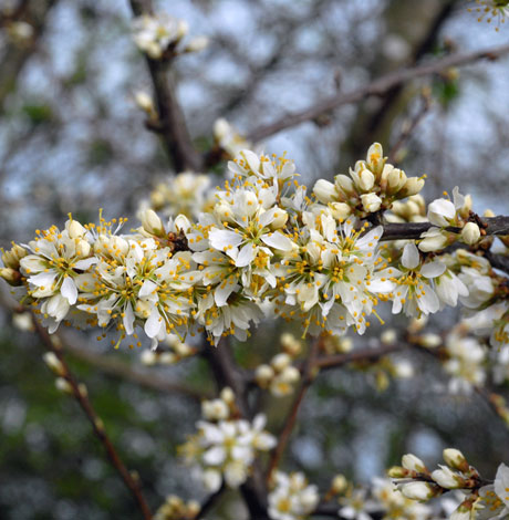 Prunus spinosa flower