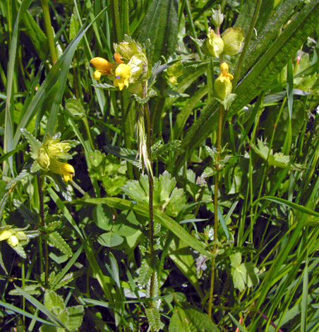 Rhinanthus minor ssp minor whole