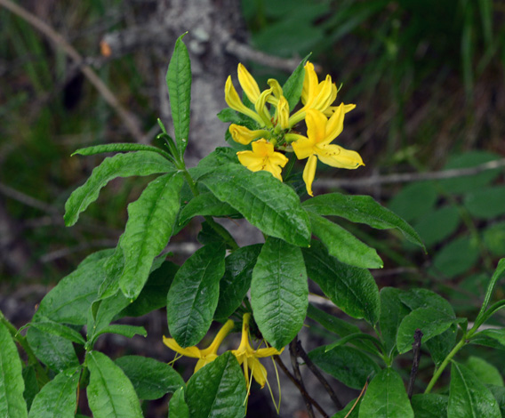 Rhododendron luteum whole