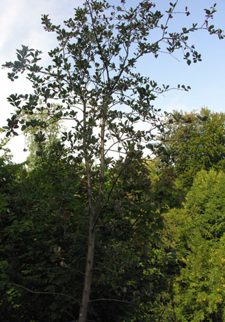 Sorbus porrigentiformis tree