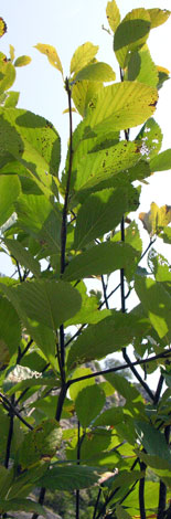 Sorbus whiteana leaves