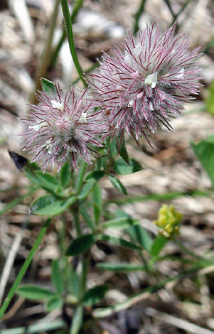 Trifolium arvense close
