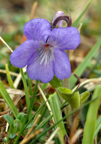 Viola rupestris blue Teesdale