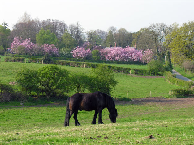Cheshire in Spring with horse