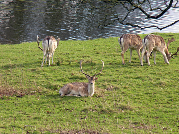 Deer at Milnethorpe