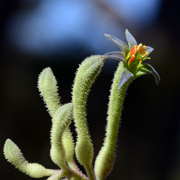 Euphorbia flavicoma