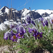 Pulsatilla albana