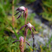 Euphorbia flavicoma