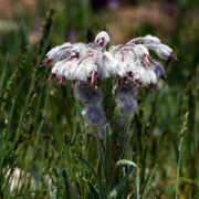 Rindera albida