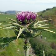 Silybum marianum