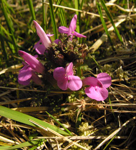 Pedicularis sylvatica