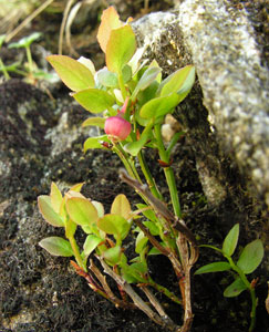Vaccinium myrtillus