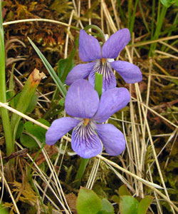 Viola riviniana