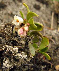 Vaccinium vitis-idaea