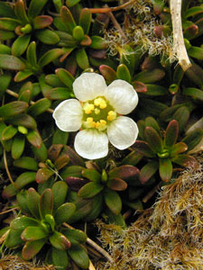 Diapensia lapponica close