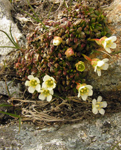 Diapensia clump