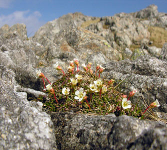 Diapensia habita