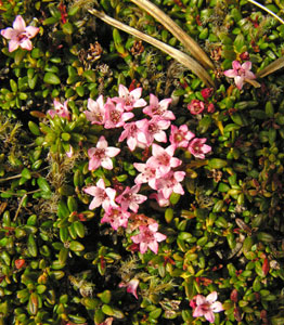Kalmia procumbens clump