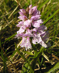 Dactylorhiza maculata