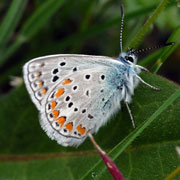 Click to enlarge Polyomatus icarus