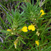Click to enlarge Ajuga chamaepitys