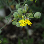 Click to enlarge Alyssum saxatile fruit