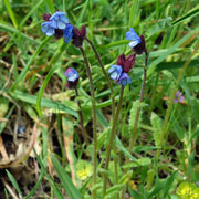 Click to enlarge Anchusa cretica