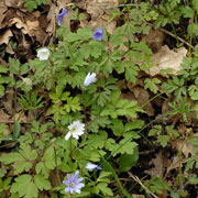 Click to enlarge Anemone apennina