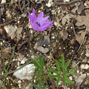 Click to enlarge Anemone hortenisis