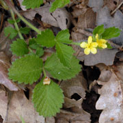 Click to enlarge Aremonia agrimonioides