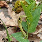 Click to enlarge Aristolochia rotunda