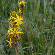 Click to enlarge Asphodeline lutea
