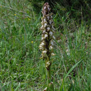 Click to enlarge Barlia robertiana