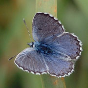 Click to enlarge Baton Blue
