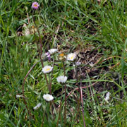 Click to enlarge Bellis sylvestris