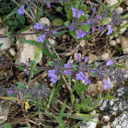 Click to enlarge Calamintha acinos