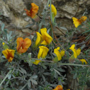 Click to enlarge Calycotome infesta